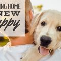 bringing-a-puppy-home-jpg
