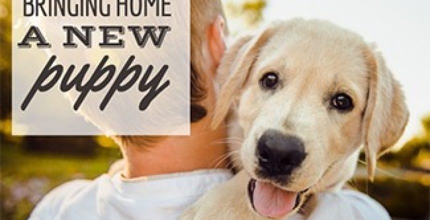 bringing-a-puppy-home-jpg